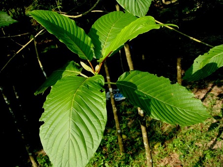 large leaf plant kratom ptsd